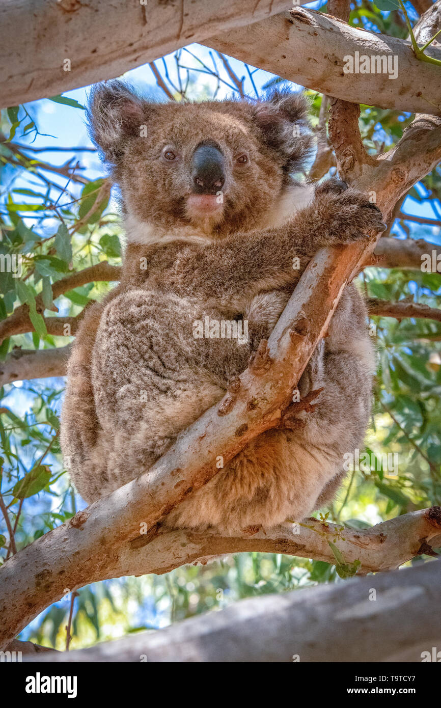 Koala in einem Eukalyptusbaum, Kangaroo Island Stockfoto