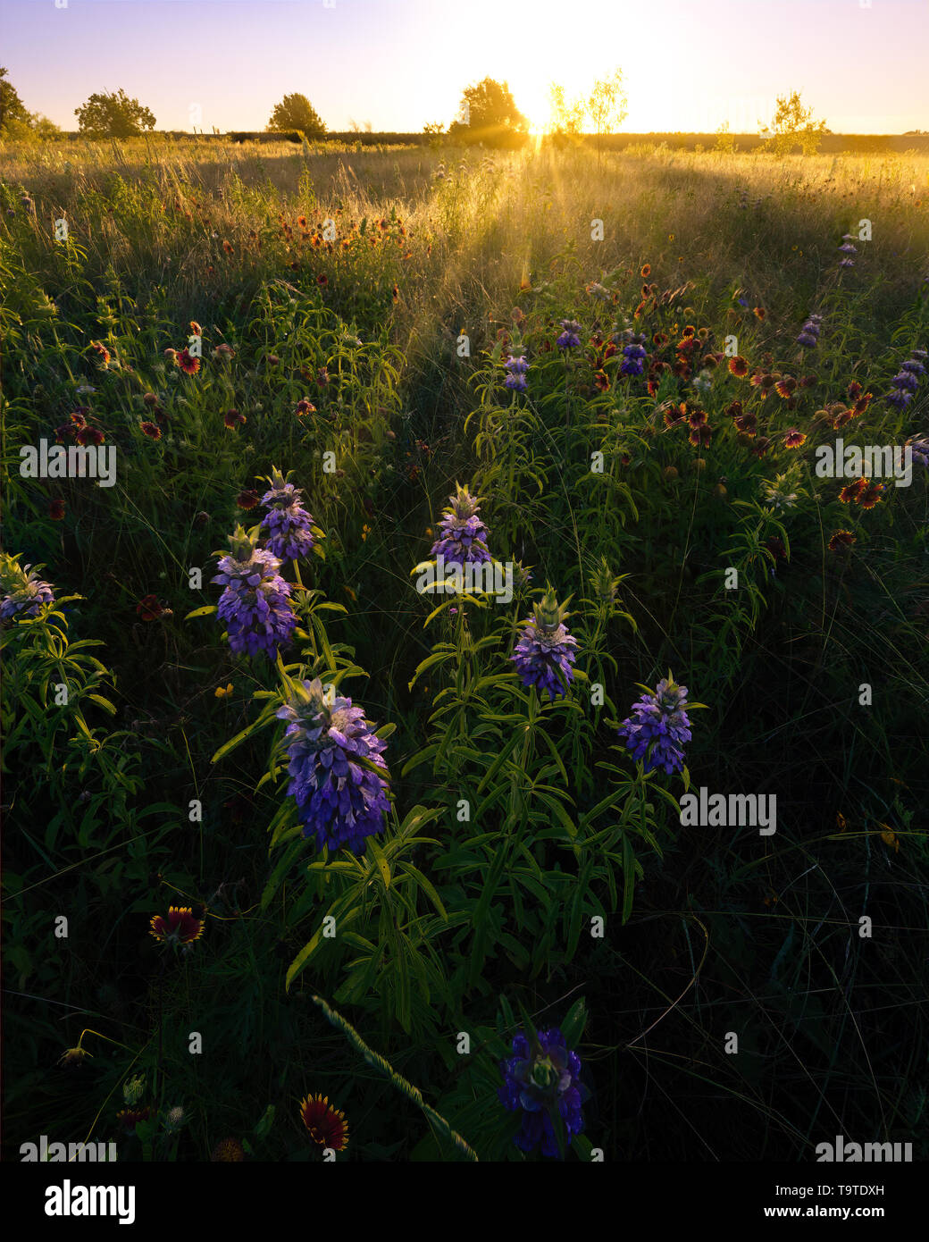 Texas Wildblumen bei Sonnenaufgang in einem ländlichen Bereich Stockfoto