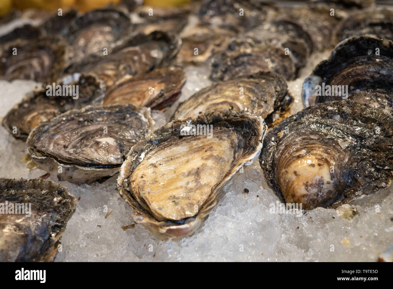 Frische Austern auf Eis zum Verkauf auf dem Markt. Oyster von Galizien, Spanien Stockfoto