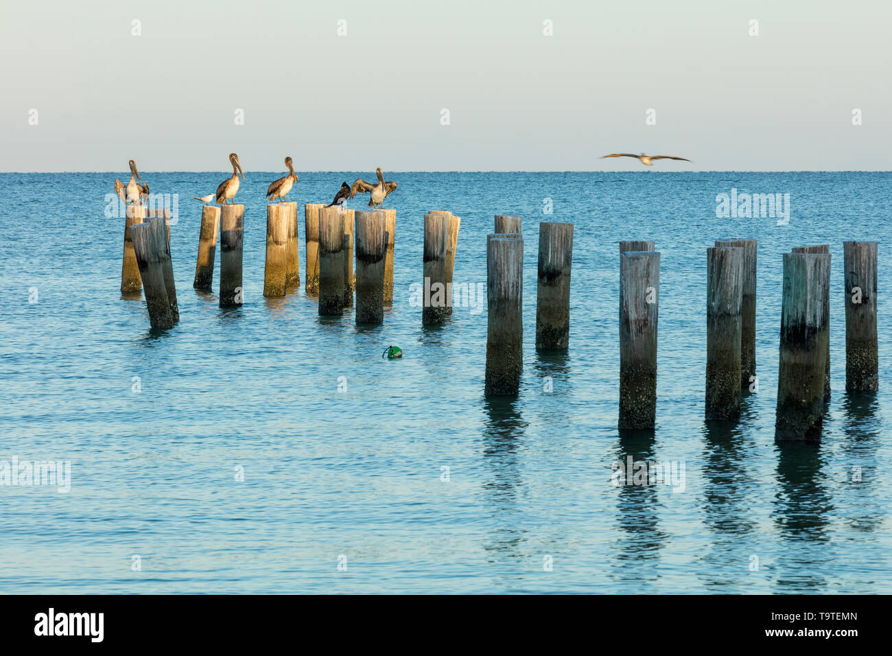Braune Pelikane (Pelecanus occidentalis) auf Pier Pfähle mit Blick auf den Golf von Mexiko, Naples, Florida, USA Stockfoto
