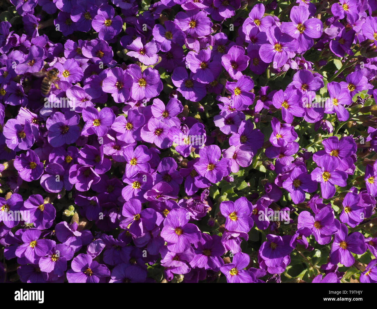 Single Honigbiene (Apis mellifera) Fütterung auf Nektar der massierten lila Blüten von Aubretia glühende im hellen Sonnenschein in Cumbria, England, Großbritannien Stockfoto