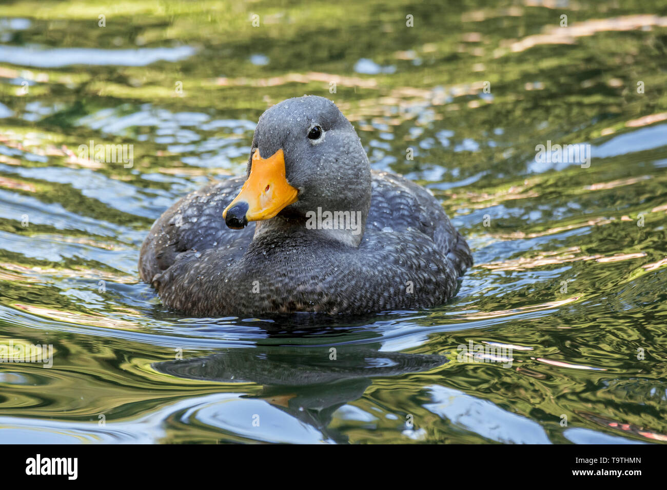 Schwimmen Fuegian steamer Duck/Magellanschen flightless Steamer duck (Tachyeres pteneres) flugunfähigen Ente aus Südamerika Stockfoto