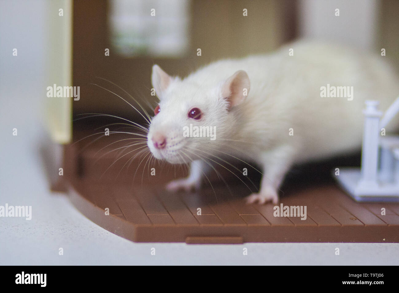 Maus Im Haus Stockfotos Und Bilder Kaufen Alamy