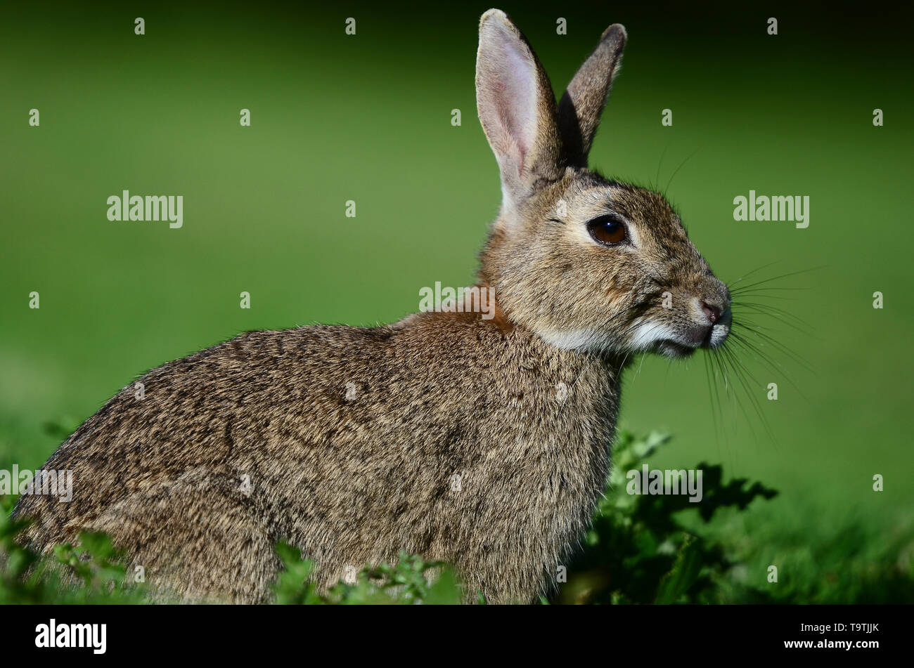 Kaninchen Oryctolagus cuniculus Stockfoto