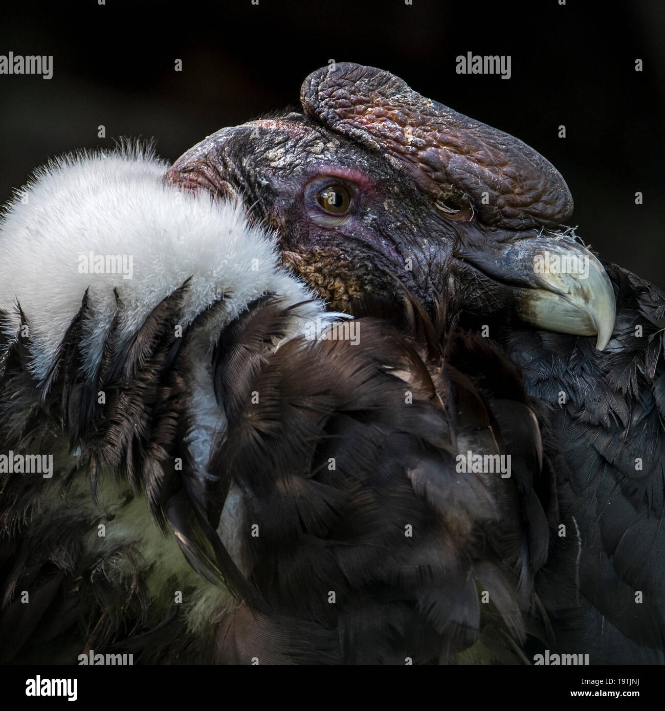 Andean condor/chilenischen Condor (Vultur gryphus), Neue Welt Geier in den Anden, Südamerika Stockfoto