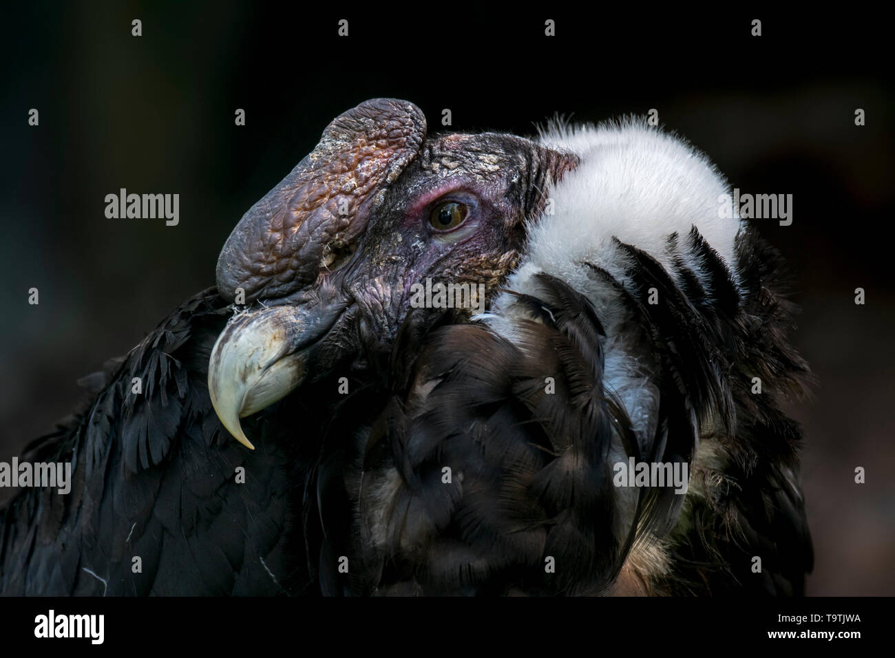 Andean condor/chilenischen Condor (Vultur gryphus), Neue Welt Geier in den Anden, Südamerika Stockfoto