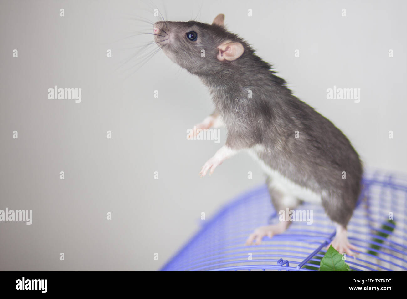 Die Maus Steht Auf Seinen Hinterbeinen Mit Grossen Augen Lacheln Das Hintergrundbild Stockfotografie Alamy