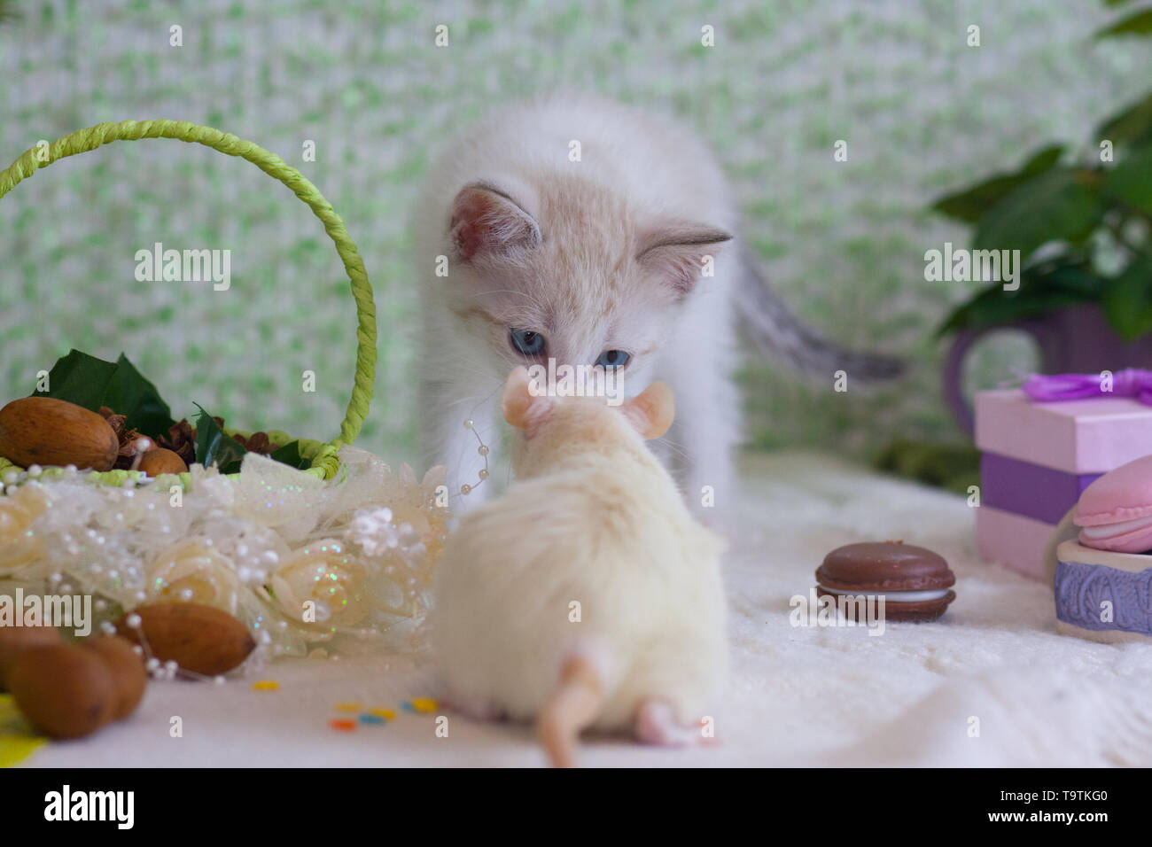 Freundschaft Konzept. Das Kätzchen schnuppert der Maus. Ratte und Katze spielen. Stockfoto