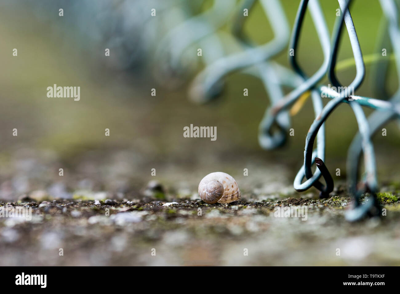 Schnecke laied an einer Wand Stockfoto