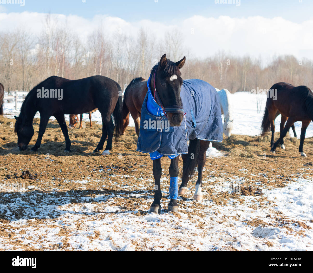Die bucht Pferd mit der blauen Decke und der Halter ist im Außenbereich. Die Herde der Stuten und Wallache ist auf der Ranch in ländlichen. Stockfoto