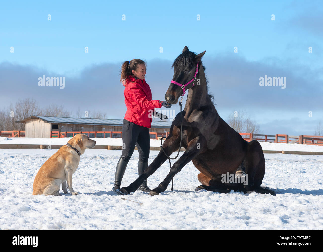 Eine kaukasische Frauen ermutigt ihre ausgebildeten Pferd im Freien im Winter. Stockfoto