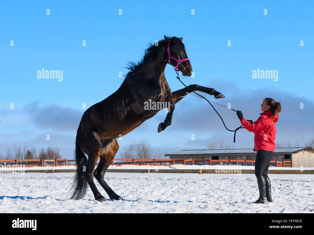 Die kaukasischen Frauen mit der Peitsche in der Hand und ihre Aufzucht Pferd sind im Außenbereich Arena. Stockfoto