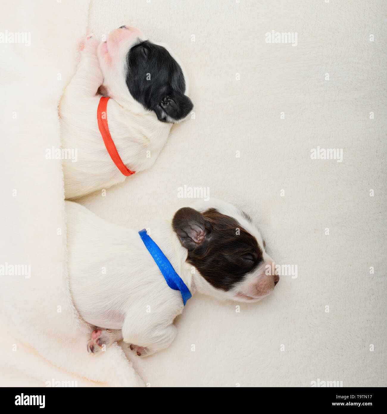 Zwei kleine weiße Welpen mit den Bändern an den Hals gebunden sind Schlafen unter Das schöne weiche Decke in der Halle. Stockfoto