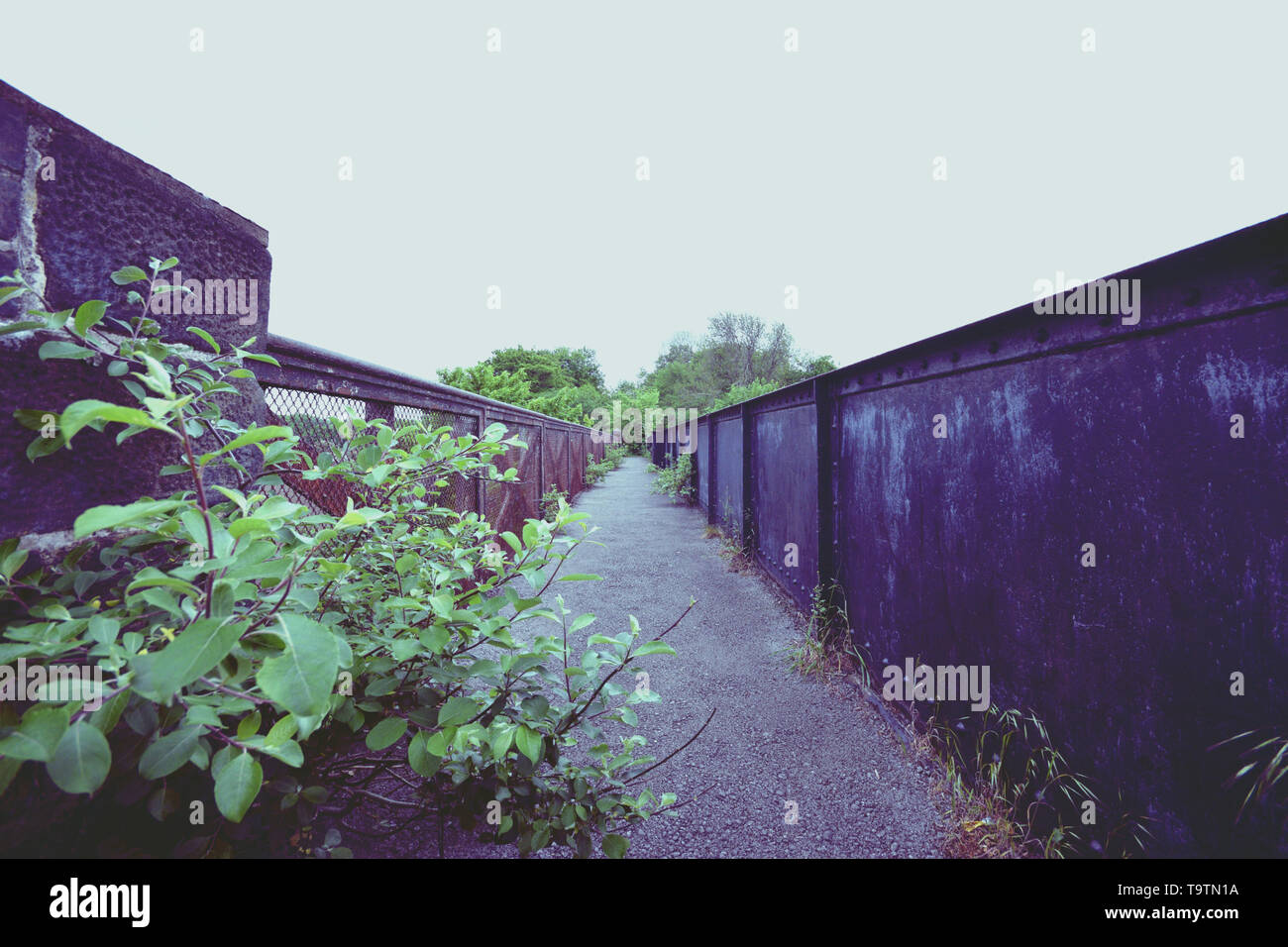 Wald-Brücke Stockfoto