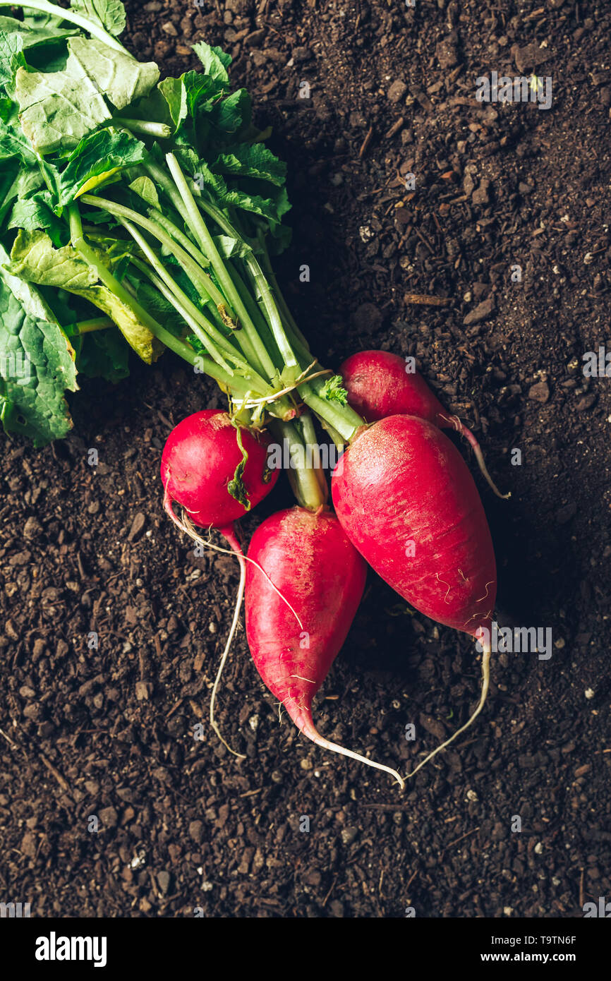 Blick von oben auf die Geernteten garten Radieschen auf Boden, organische homegrown produzieren mit Kompost humus Boden als Kopie Raum Stockfoto