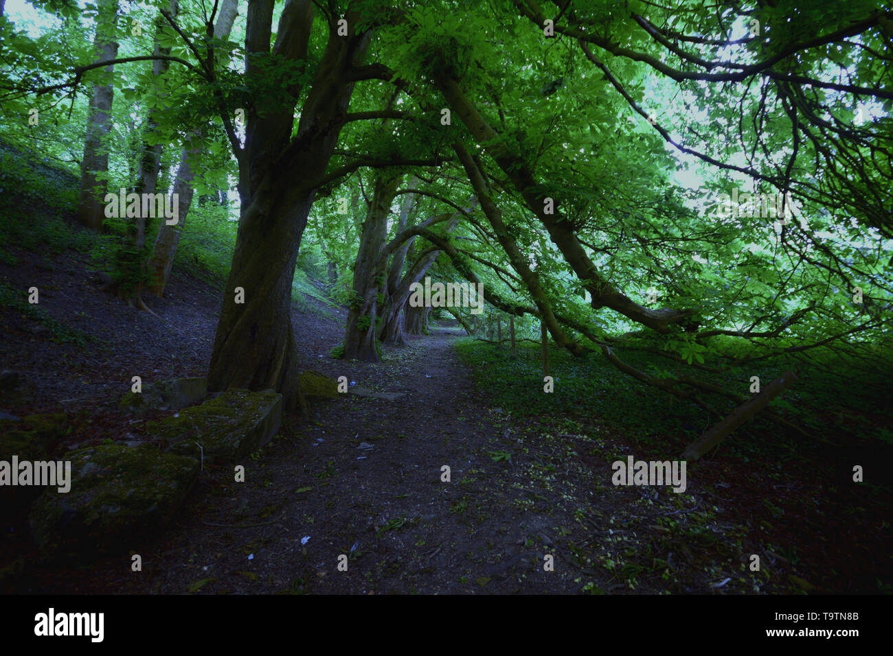 Mystischen Wald Stockfoto