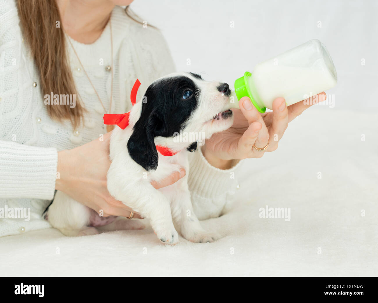 Der kaukasische Frau füttert ihr kleiner Welpe mit der Kunststoff Flasche Milch in Innenräumen. Stockfoto