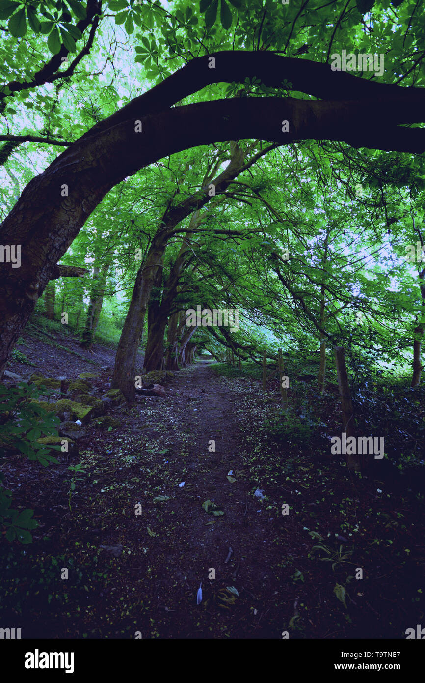 Mystischen Wald Stockfoto