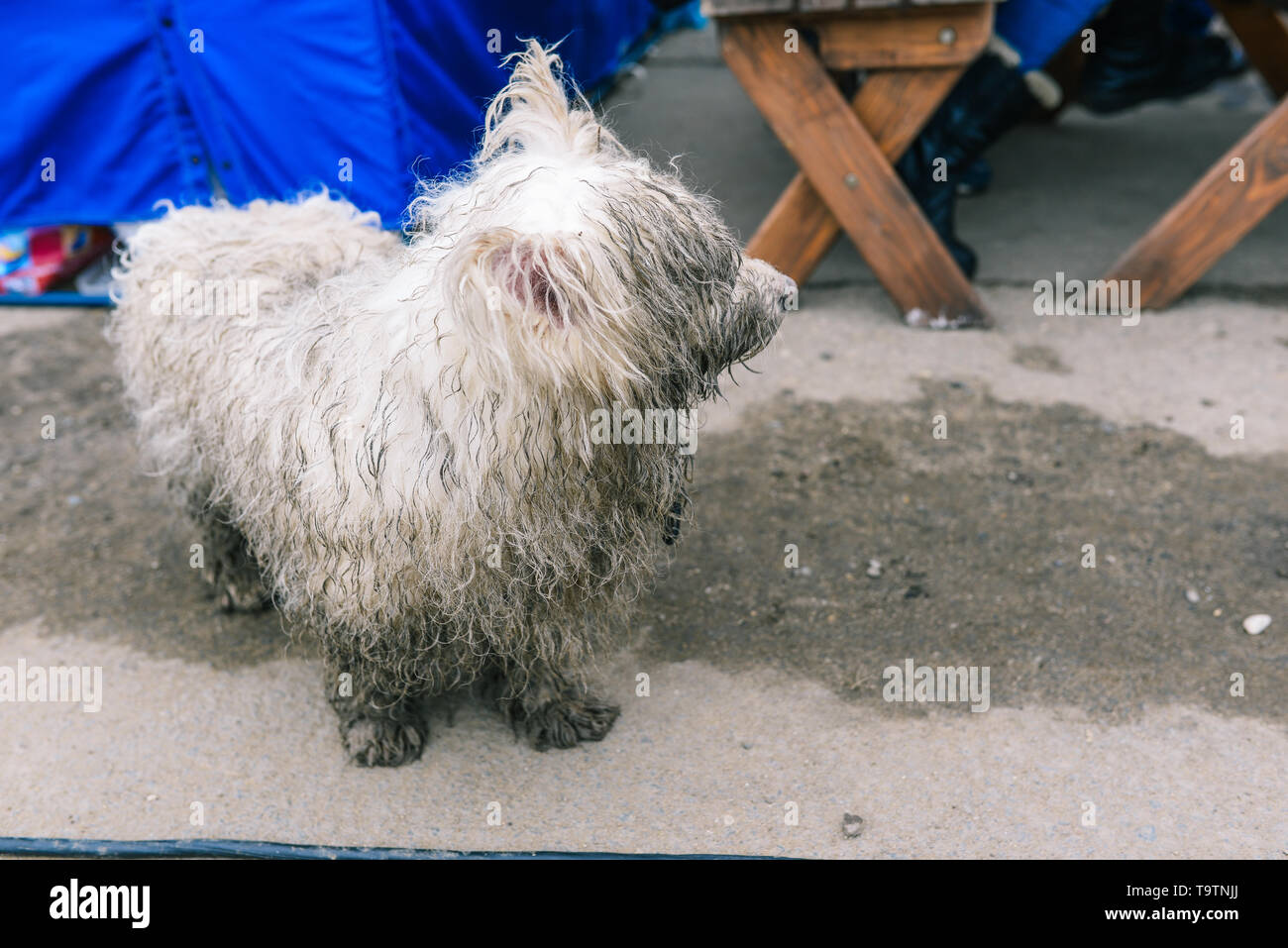 Ein streunender Hund ist auf der Suche nach seinem Besitzer. Weiß schmutziger und nasser Hund. Das Tier sieht mit einem traurigen Blick auf die vorbeiziehenden Menschen. Nahaufnahme eines Hundes Stockfoto