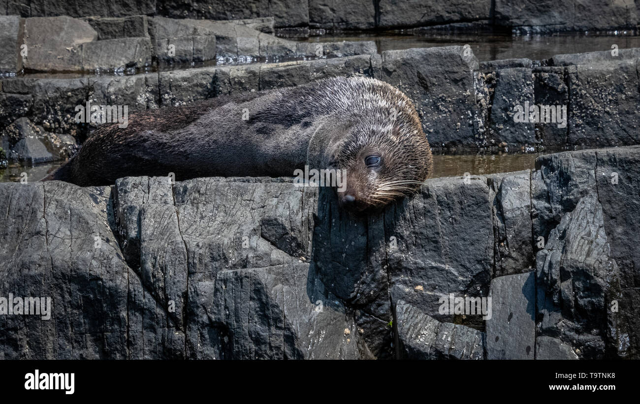 Australische Pelzrobben, Bruny Island, Tasmanien Stockfoto