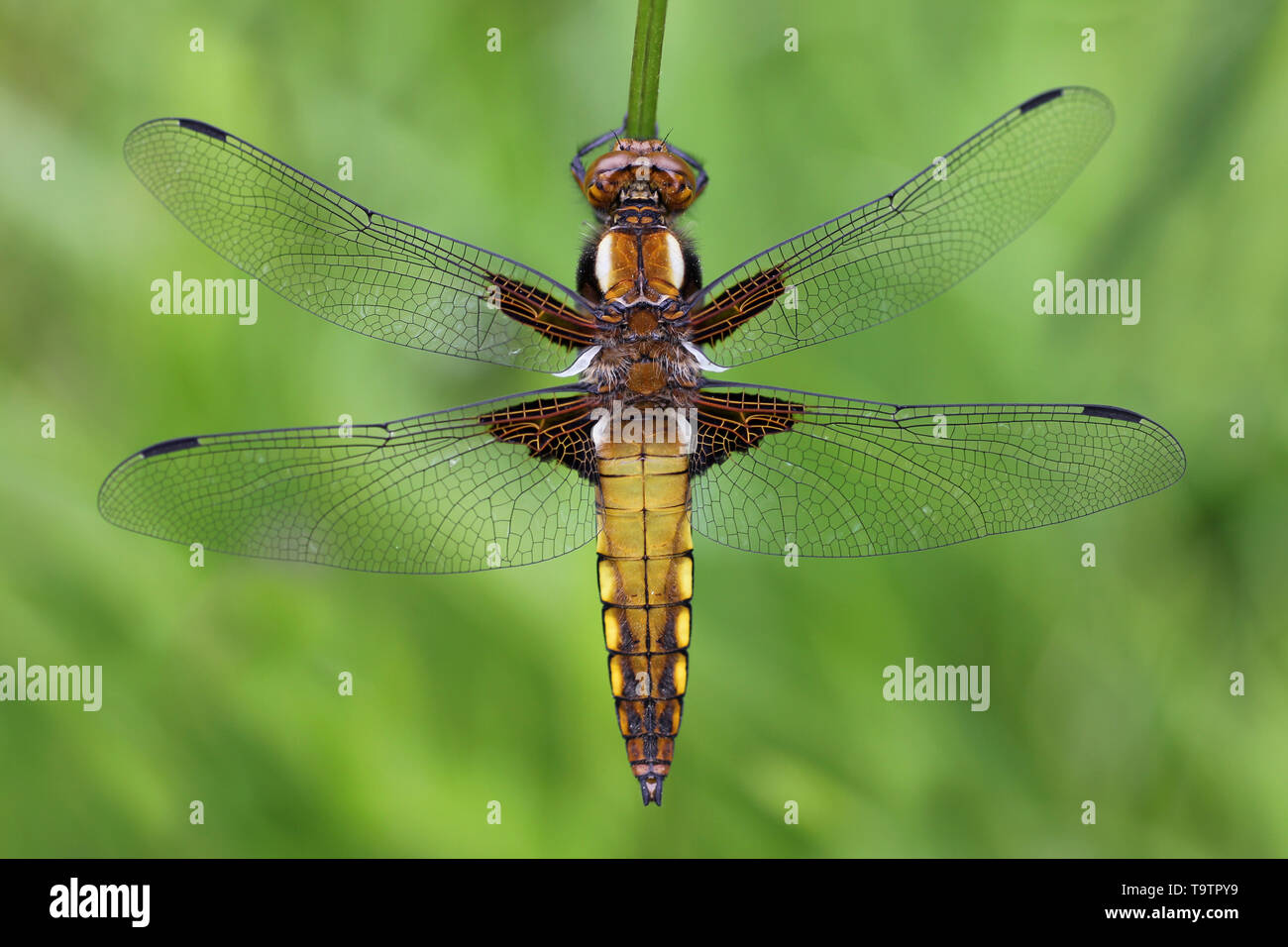 Weibliche Breite Bodied Chaser Dragonfly (Libellula depressa) bei RSPB Ynys hir finden, Wales Stockfoto