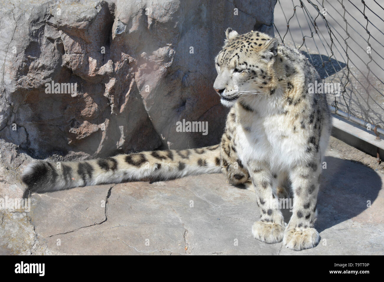 Snow Leopard im Freien Stockfoto