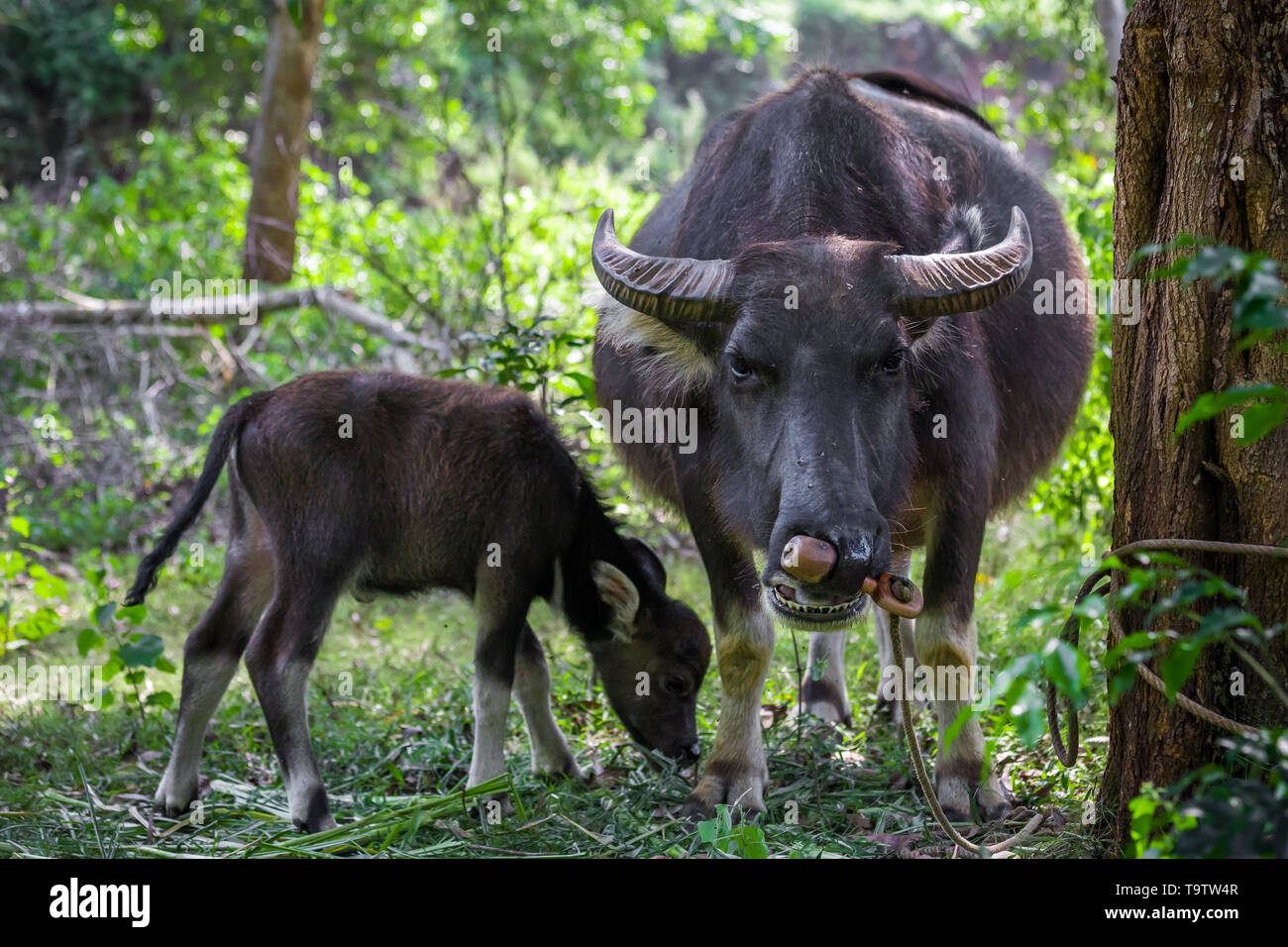 Asiatische Büffel in einem Feld von North Vietnam auf dem Land Stockfoto
