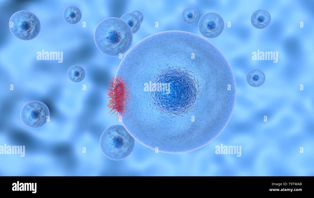 3D-Abbildung der Prozess Anstecken der Zelle von pathogenen Mikroorganismen. Stockfoto