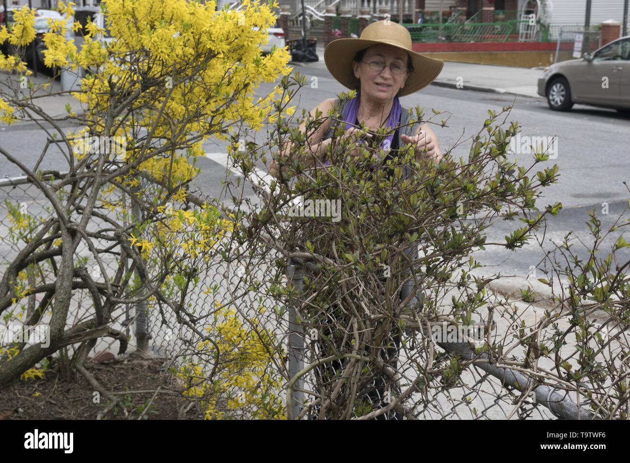 Frau Verkleidungen Büsche in Ihrem Vorgarten im Frühjahr in einem Wohnviertel in Brooklyn, New York. Stockfoto