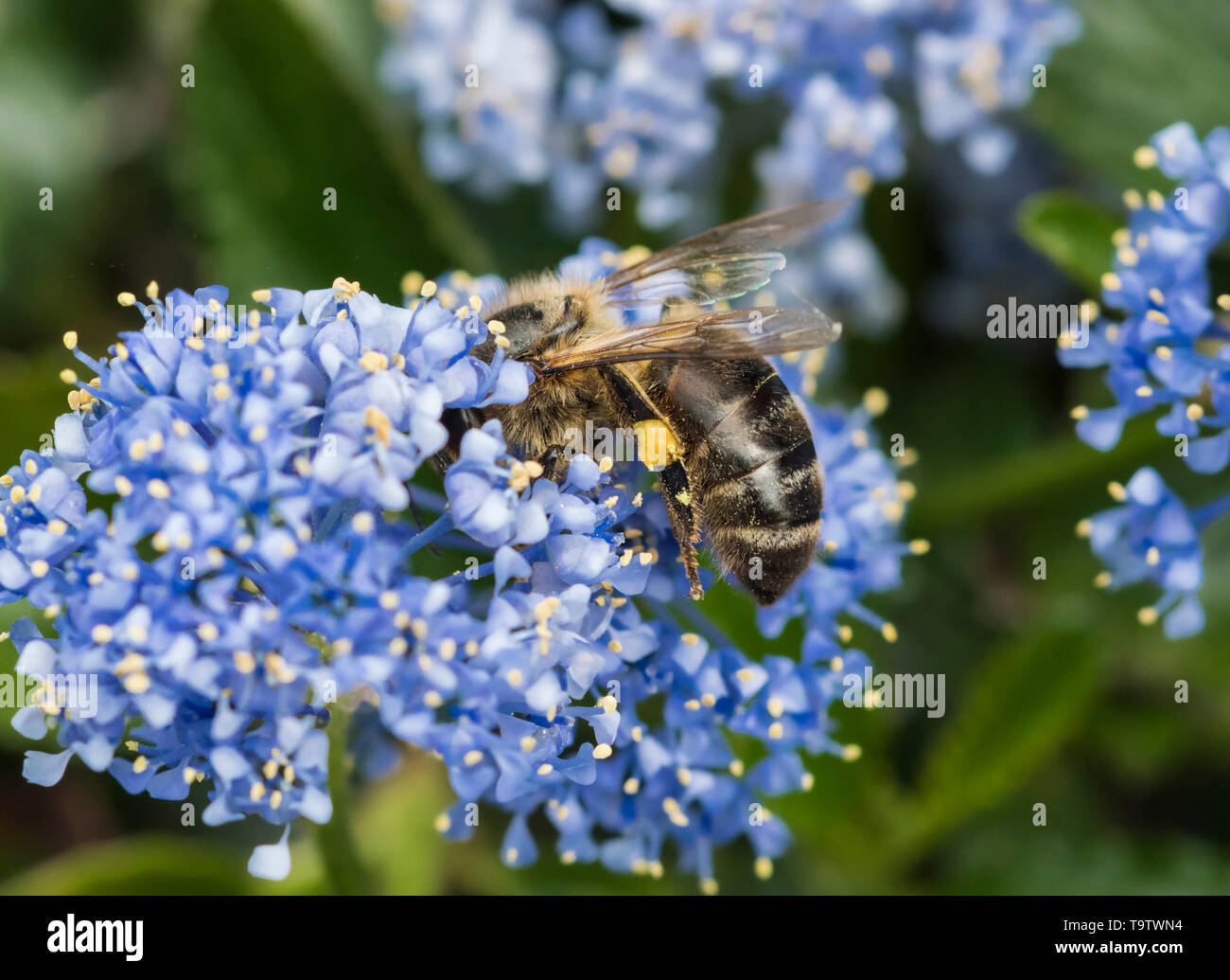 Bergbau Biene (andrena) Pollen sammeln auf den Haaren, die auf die Hinterbeine von kalifornischen Lila (ceanothus) Strauch im Frühjahr (Mai), West Sussex, Großbritannien Stockfoto
