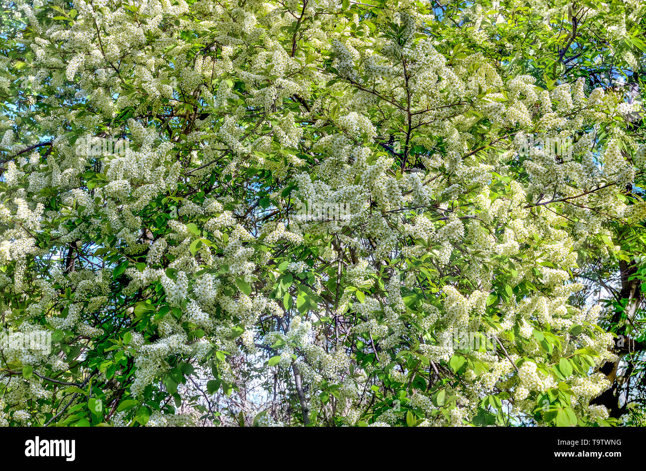 Zart duftende weiße Blütenstände der Blüte vogel Kirschbaum (Prunus padus) floral background - Schönheit der Frühling Natur Stockfoto