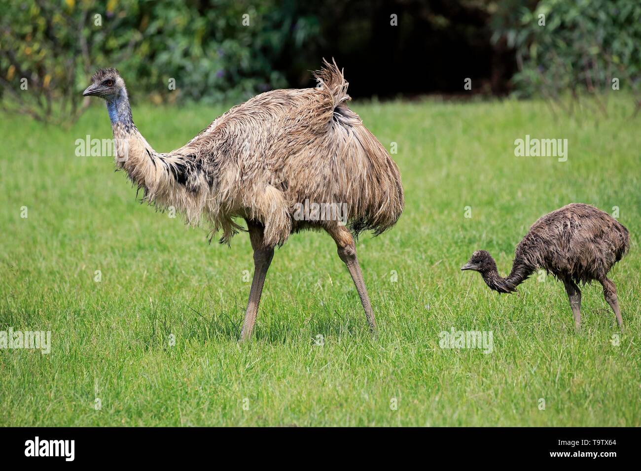 Emus (Dromaius novaehollandiae), Erwachsener, Mutter mit Jungtier, laufen, Phillip Island, Victoria, Australien Stockfoto