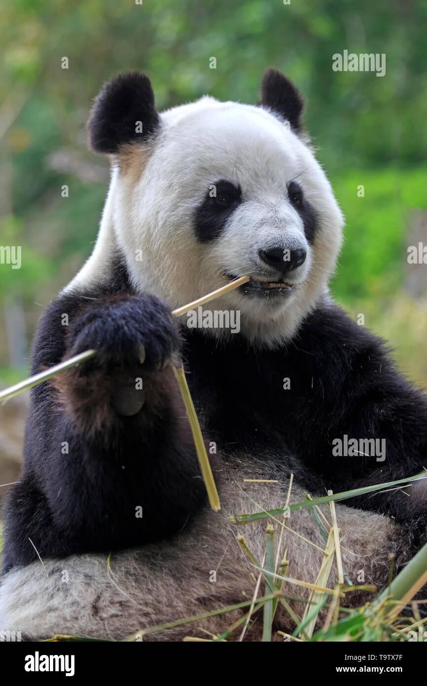 Panda (Ailuropoda lalage), Erwachsener, Essen, Tier Portrait, Captive, Adelaide, South Australia, Australien Stockfoto