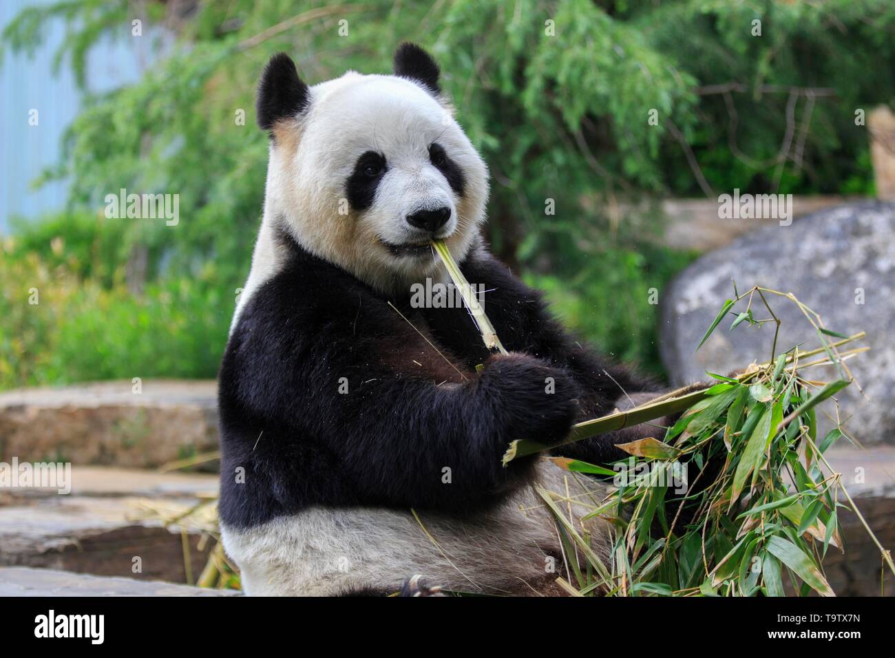 Panda (Ailuropoda lalage), Erwachsener, Essen, Tier Portrait, Captive, Adelaide, South Australia, Australien Stockfoto