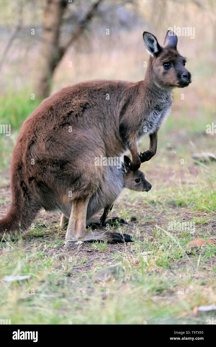 Western grey Kangaroo (Macropus fuliginosus Fuliginosus), Erwachsener, Mutter Tier Schaut aufmerksam, Junge schaut aus Känguru Tasche, Kangaroo Island Stockfoto