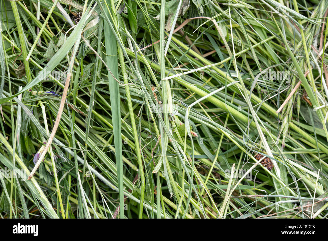 Natürliche Hintergrund Textur: Detail eines Haufens von frisch geschnittenem Gras en Kräuter, die für Laub und Stroh oder andere Farm und Garten verwendet werden können. Stockfoto