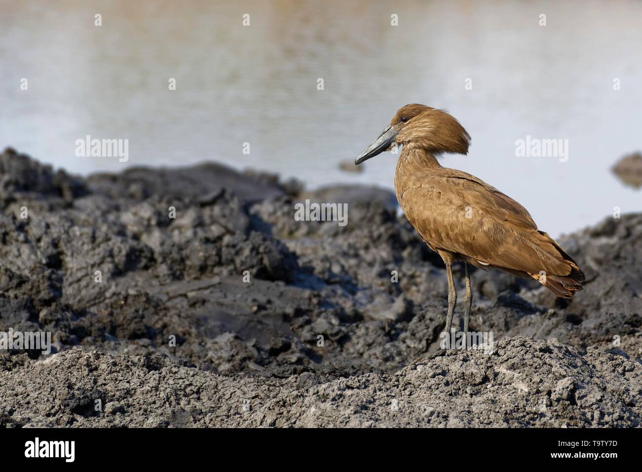 Hamerkop (Scopus umbretta), auf schlammigem Boden an einem Wasserloch, Krüger Nationalpark, Südafrika Stockfoto