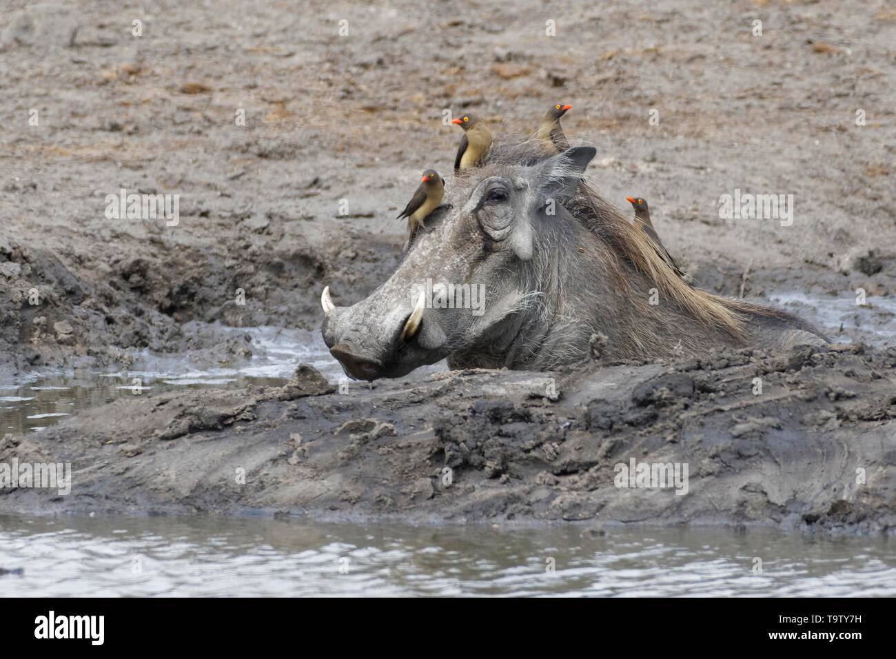 Gemeinsame Warzenschwein (Phacochoerus africanus), nach der ein Schlammbad auf ein Wasserloch mit vier Red-billed oxpeckers (Buphagus erythrorhynchus) auf dem Stillstehen Stockfoto