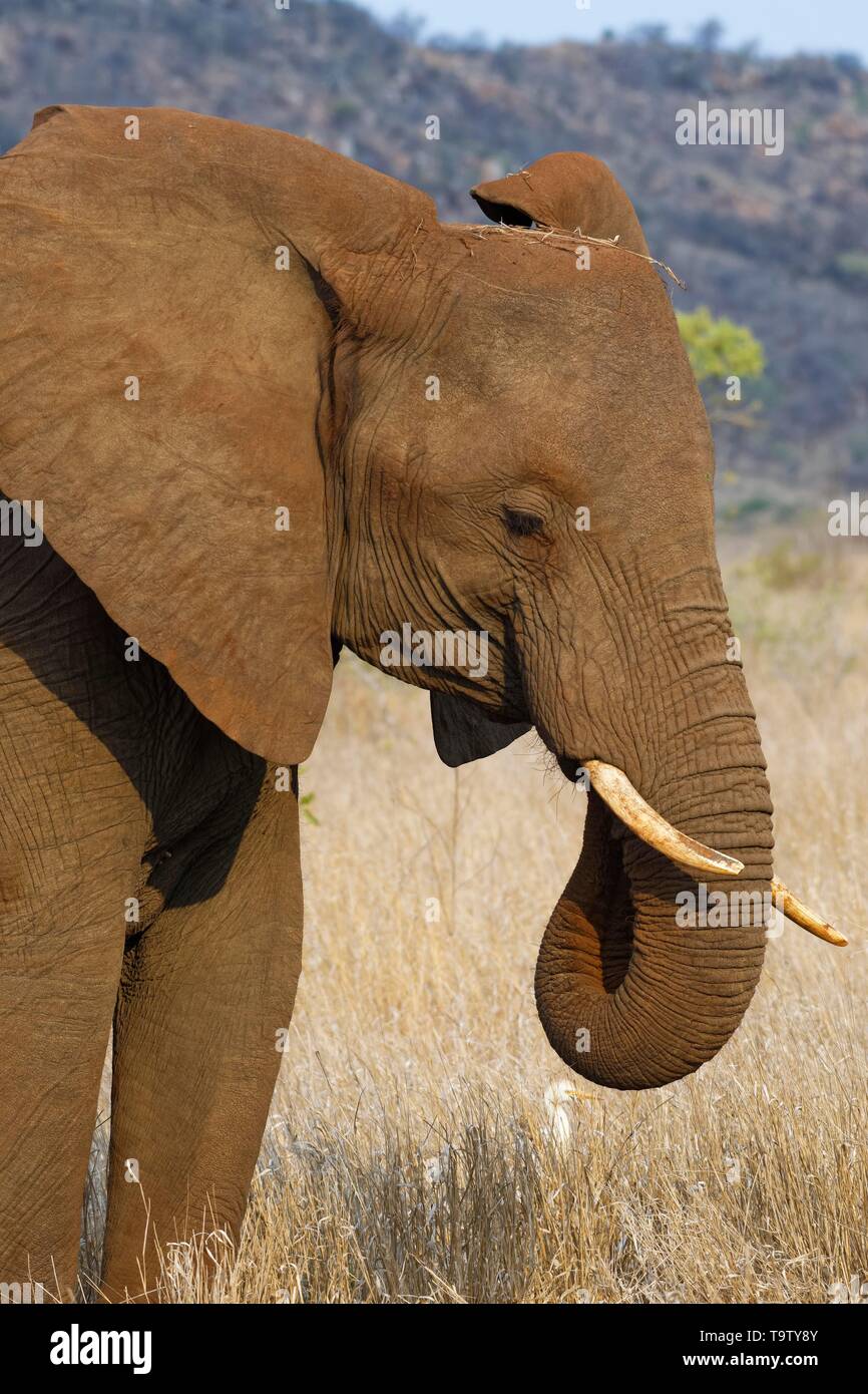 Afrikanischen Busch Elefant (Loxodonta africana), elefantenkuh Fütterung auf trockenem Gras, ein kuhreiher (Bubulcus ibis) stehen an seiner Seite, Kruger National Stockfoto