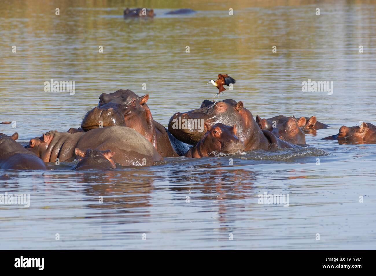 Flusspferde (Hippopotamus amphibius), Herde mit jungen Flusspferde, Baden, häufte eine auf der anderen, mit einem Afrikanischen jacana (Actophilornis africanus) Stockfoto