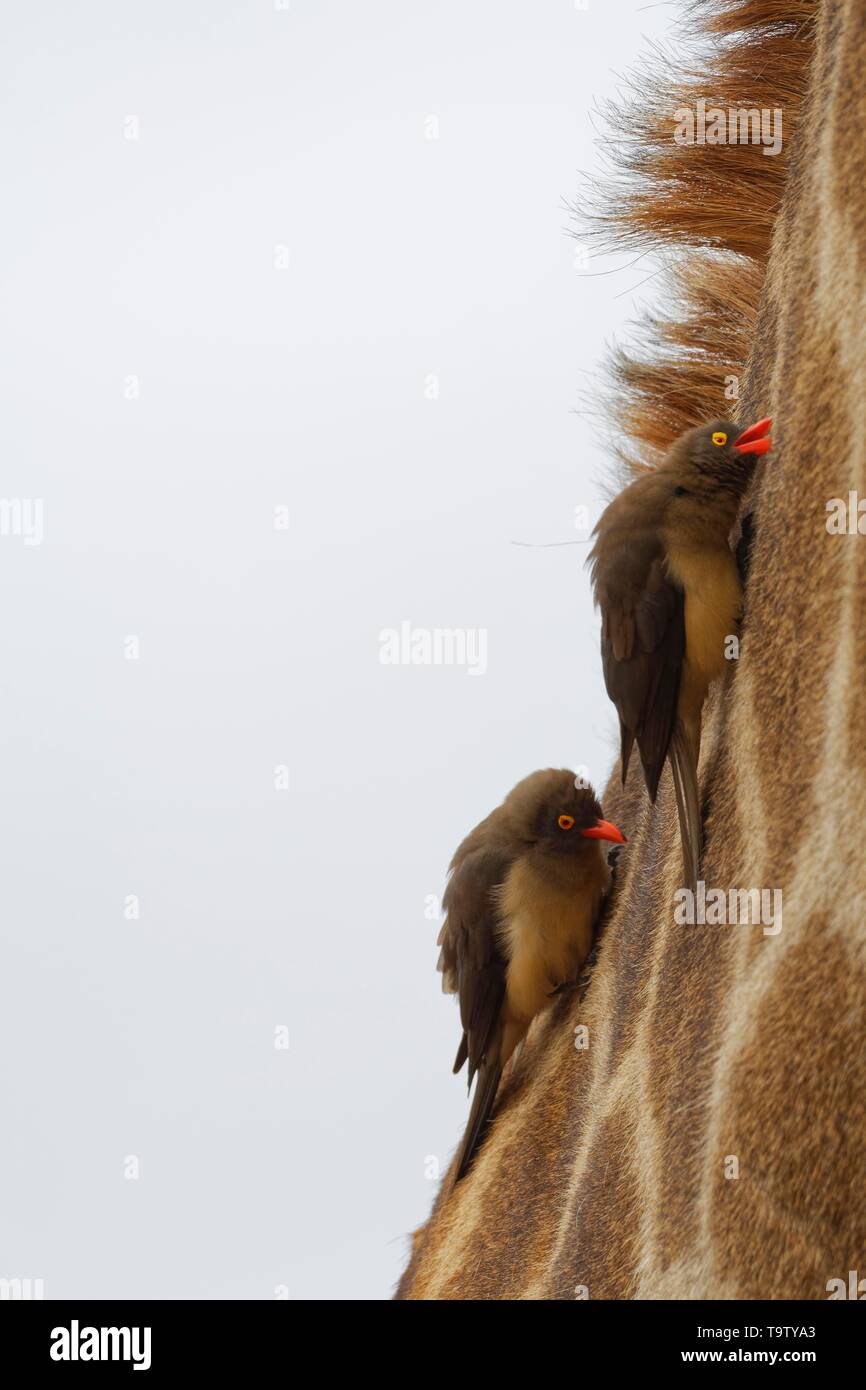 Red-billed oxpeckers (Buphagus erythrorhynchus), Hängen um den Hals eines Südafrikanischen Giraffe (Giraffa Camelopardalis giraffa), Kruger National Stockfoto