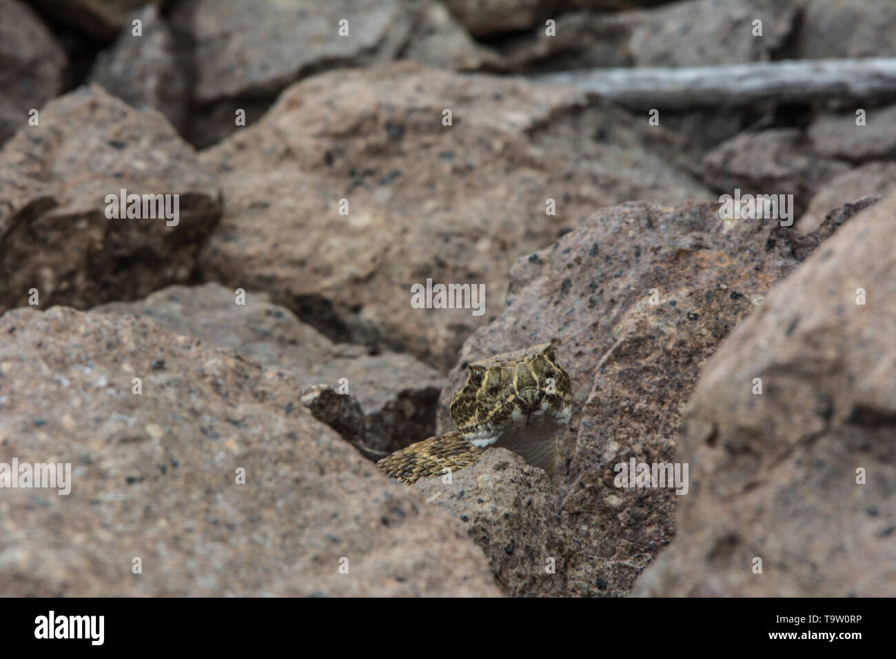 Prairie Klapperschlange (Crotalus viridis) von Jefferson County, Colorado, USA. Stockfoto