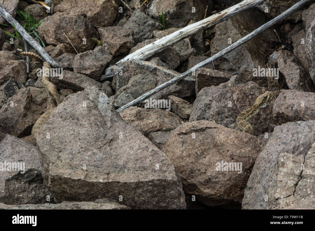 Prairie Klapperschlange (Crotalus viridis) von Jefferson County, Colorado, USA. Stockfoto