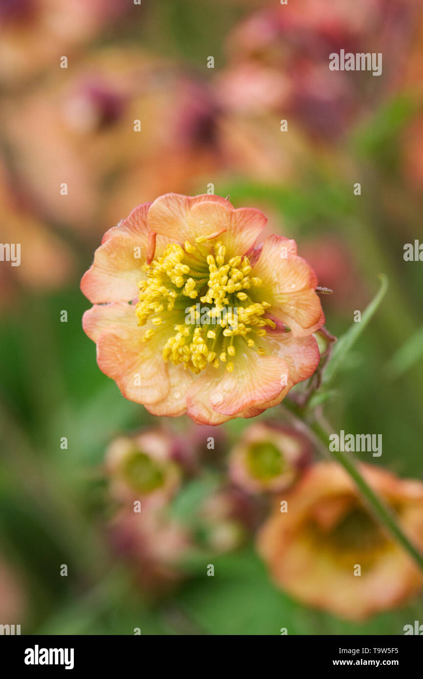 Geum 'Cumbrian Cherrytart 'Blumen. Stockfoto
