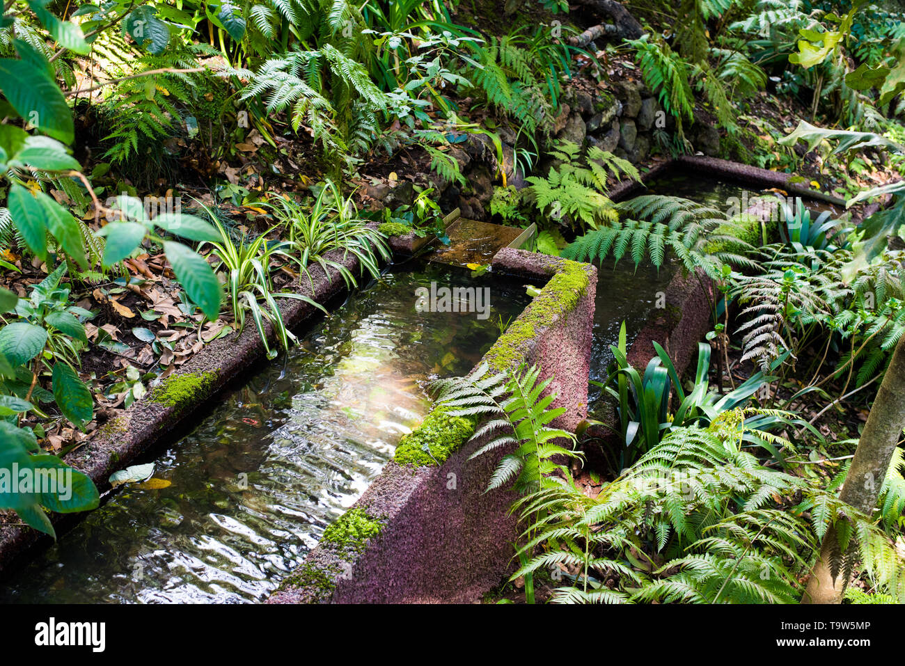 Tropischer Garten, Insel Madeira Stockfoto