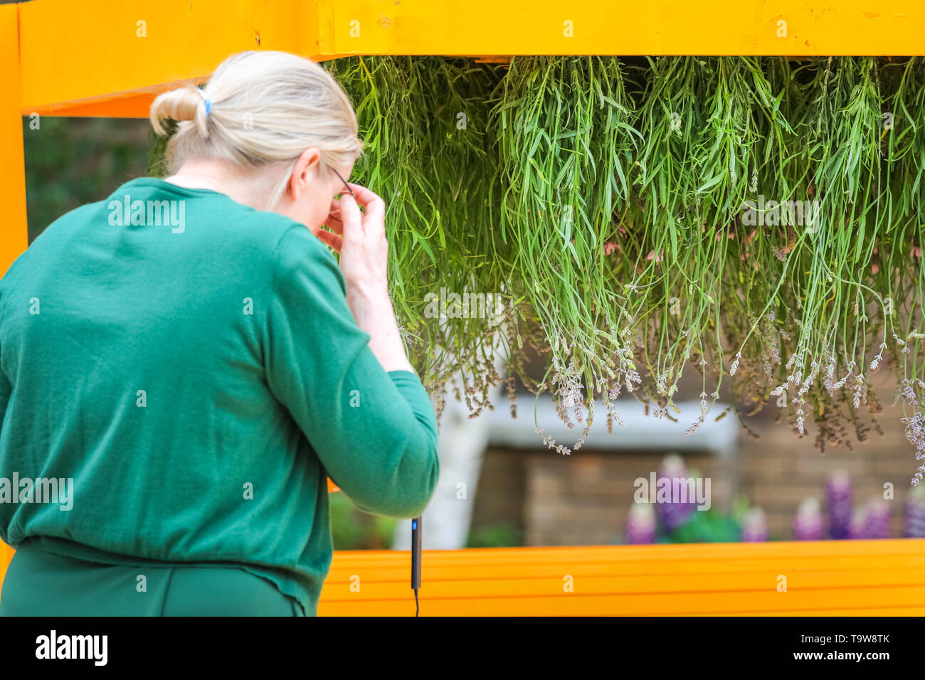 2019. Belgravia, London, UK, 20. Mai 2019. Halkin Arcade aus Motcomb Street hat einige immersive Garten Anlagen, einschließlich diese hängenden Pflanzen. Belgravia der vierten jährlichen Blumen Festival fällt mit der RHS Chelsea Flower Show in benachbarten Chelsea. Dieses Jahr, das Thema "Die Sprache der Blumen" lädt die Besucher der geheime Bedeutungen hinter Blumen zu entdecken. Credit: Imageplotter/Alamy leben Nachrichten Stockfoto