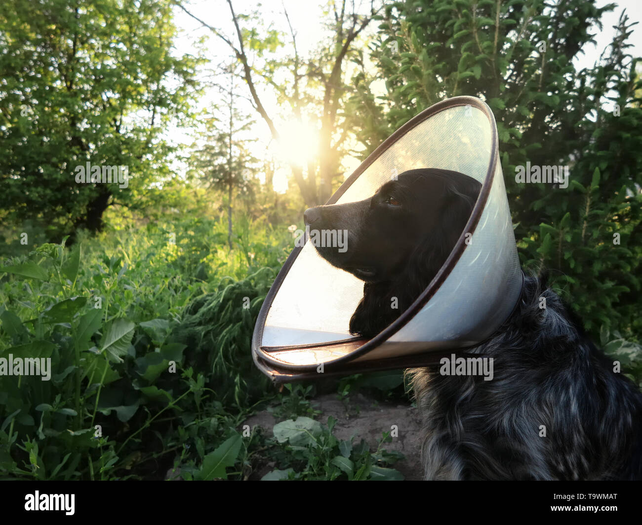 Ein Hund im medizinischen Kegel Kragen. Stockfoto