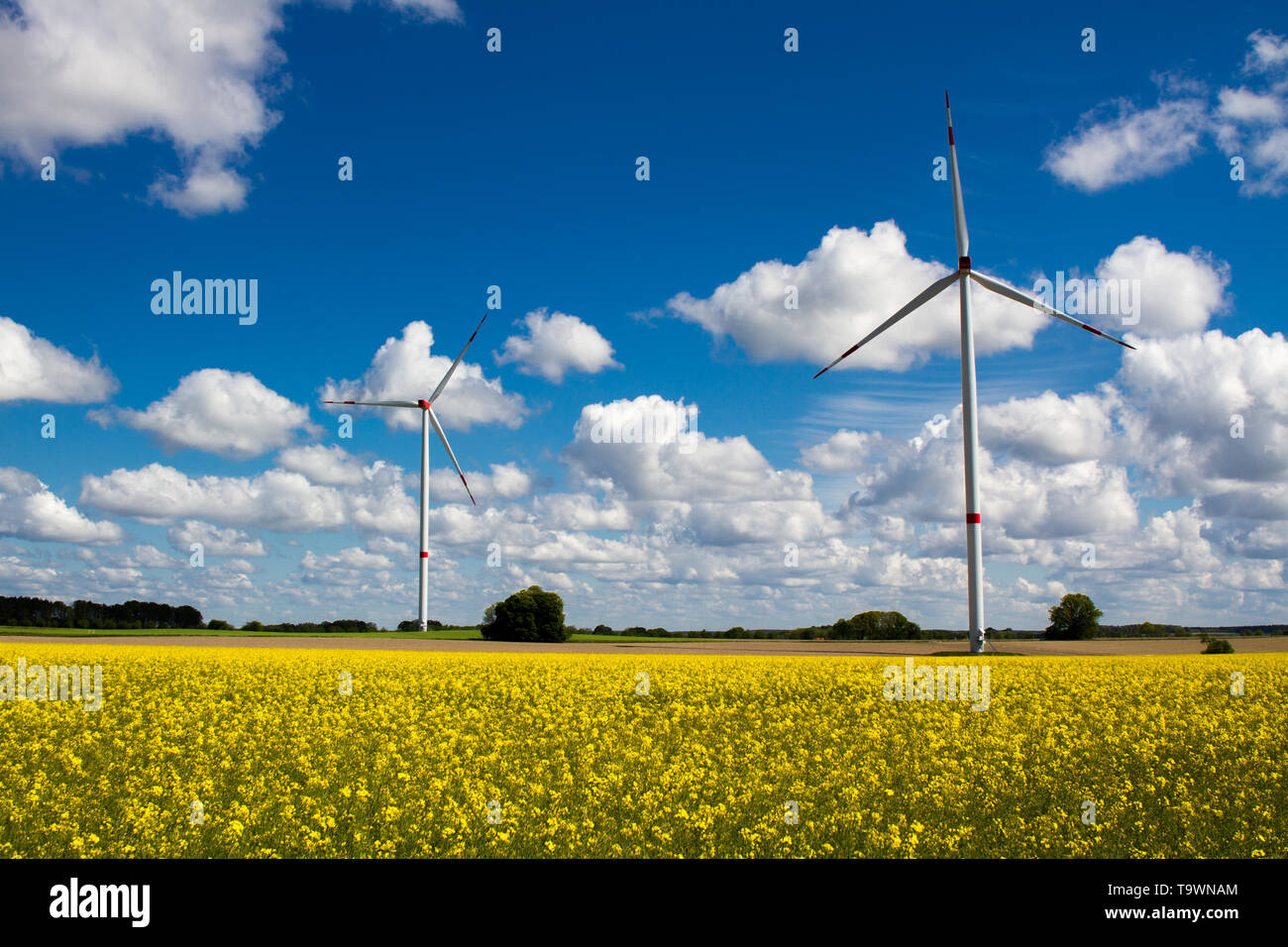 Zwei Windenergieanlagen mit bewölktem Himmel im Hintergrund und Raps Feld im Vordergrund. Stockfoto