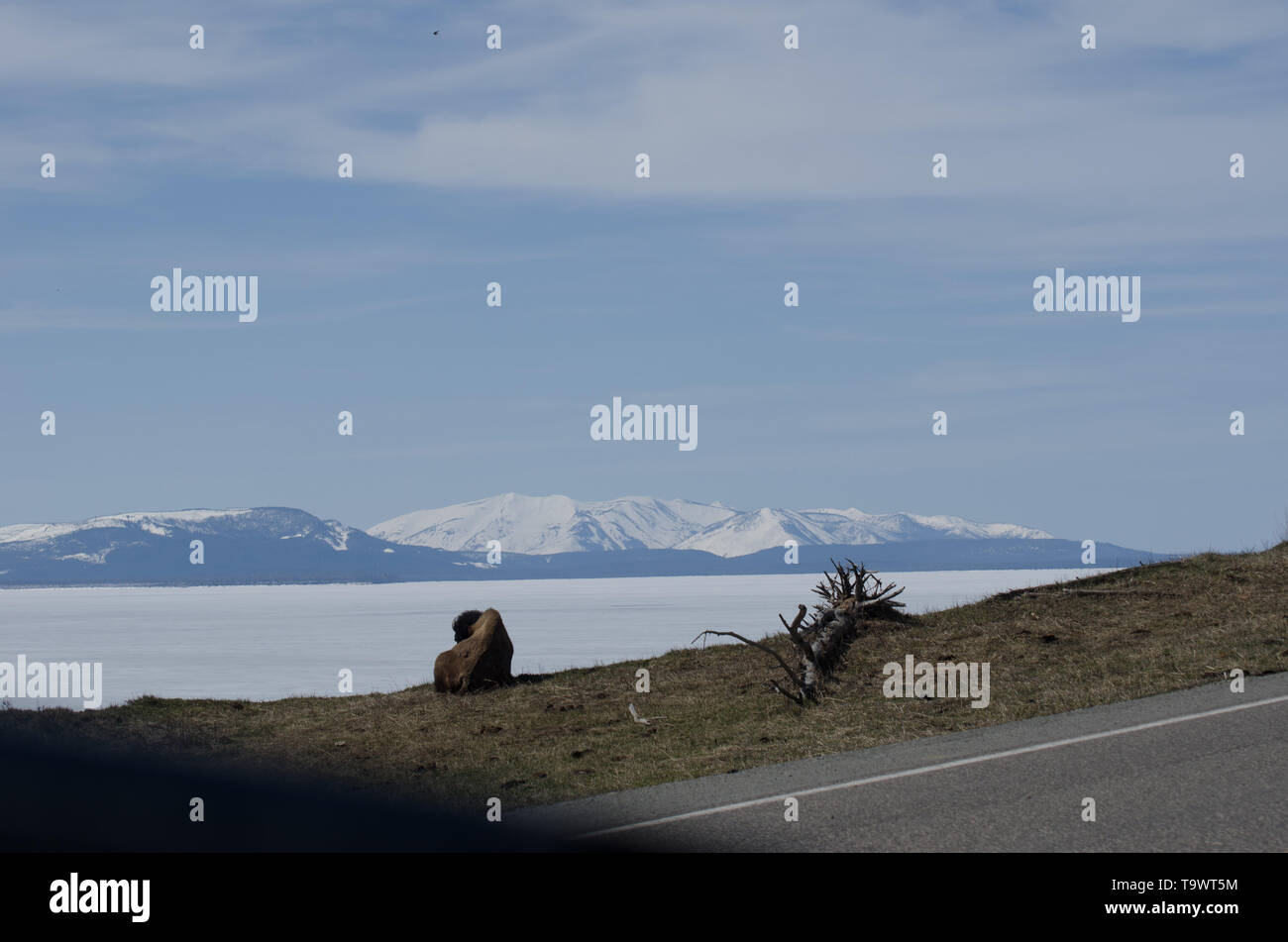 Yellowstone Lake, noch über Ende Mai eingefroren Stockfoto