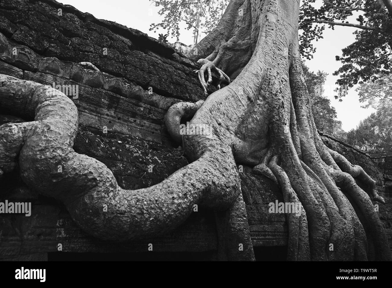 Wurzeln eines riesigen Baumes (Tetrameles nudiflora thitpok) eine Wand in Ta Prohm, Angkor, Siem Reap, Kambodscha. Schwarz und Weiss Stockfoto